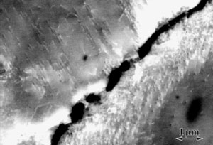 black and white ECCI image of dislocations along a crack edge in a 4-point bend specimen of NiAl.