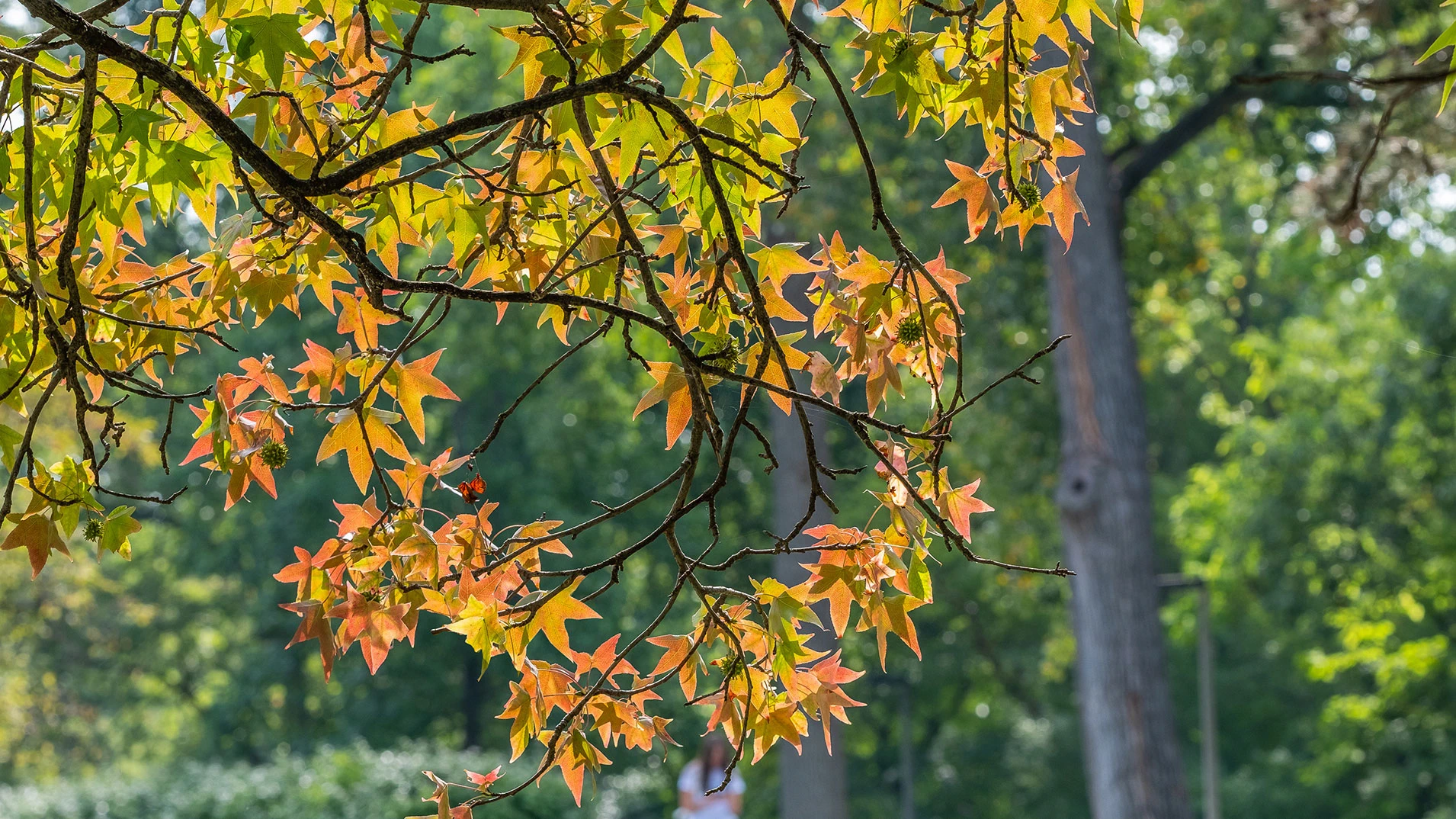 Orange to green leaves on a tree branch