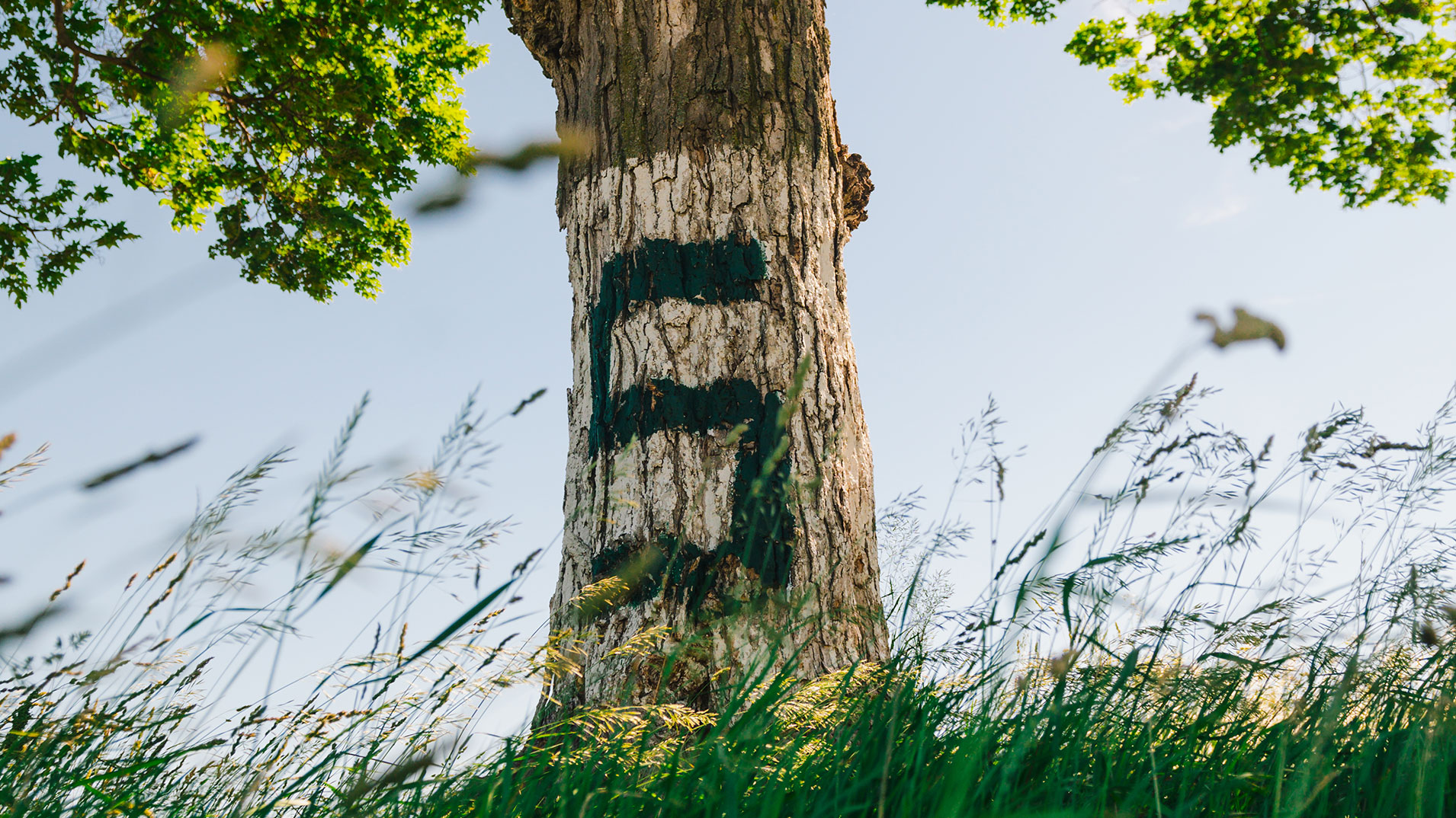 The letter "S" spray painted on a tree