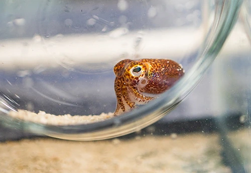 The Hawaiian bobtail squid is a case study in symbiosis that will give researchers a new lens to examine climate change. Credit: Derrick L. Turner