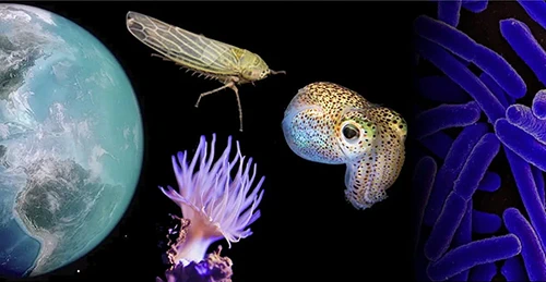 The INSITE collaboration between MSU and UC Merced will look at how climate change is impacting the symbiotic relationships that leafhoppers, Aiptasia (a genus of sea anemone) and bobtail squid have with microbes. Credit: UC Merced