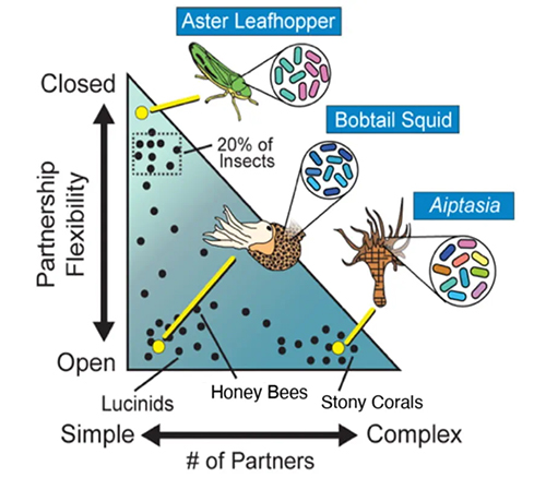This chart presents a conceptual overview of nature’s symbiotic relationships. The three relationships of study in the MSU-UC Merced INSITE collaboration — leafhoppers, squid and Aiptasia, a genus of sea anemone (shown on the chart as yellow dots) — cover a broad range of “symbiosis space.” Image courtesy of INSITE