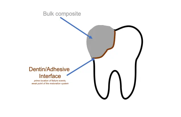 Diagram of a tooth showing the bulk composite at the top and a brown line around the gray bulk composite showing the Dentin/Adhesive Interface. Which is the Prime location of failure events, weak point of the restoration system