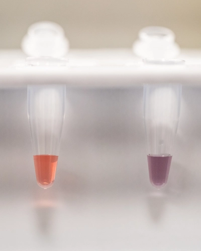 The bacteria is present in the red gold nanoparticle sample on the left and is not present in the blue/purple sample on the right. Credit: Derrick L. Turner/Michigan State University