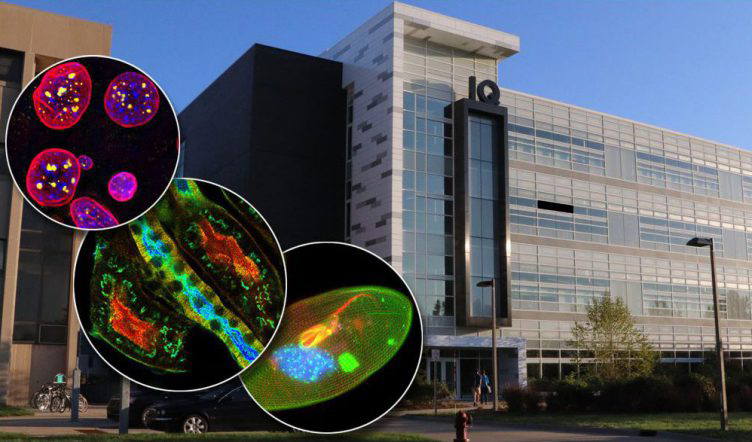 The new MSU Center of Excellence will drive new discoveries using state-of-the-art imaging systems.