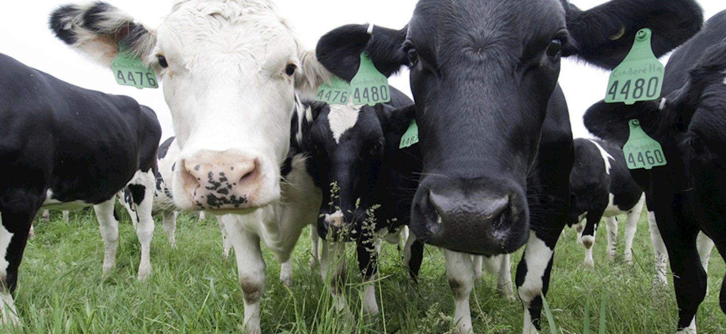 Multiple cows who appear to be posing and staring right at the camera with green tags on their ears