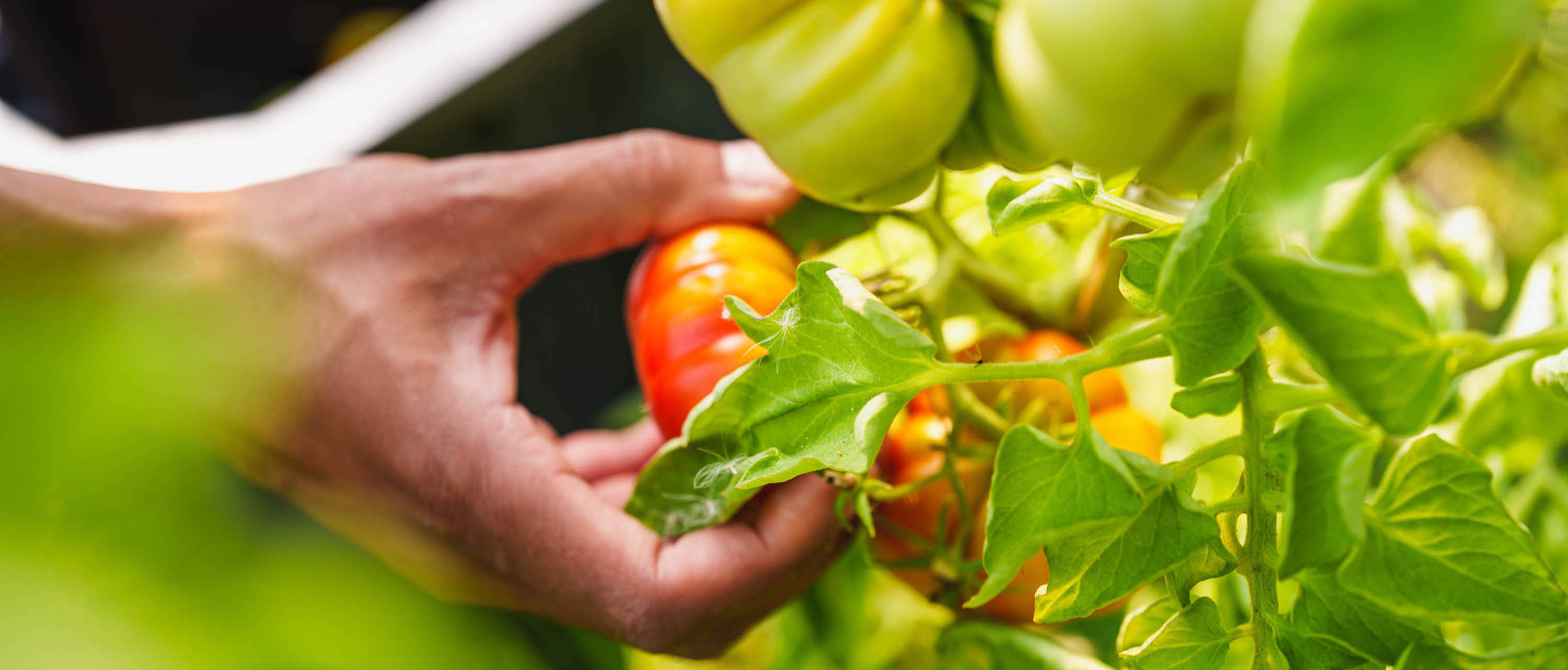 A hand picks a ripe, red tomato from a plant. Green tomatoes remain on the vine.