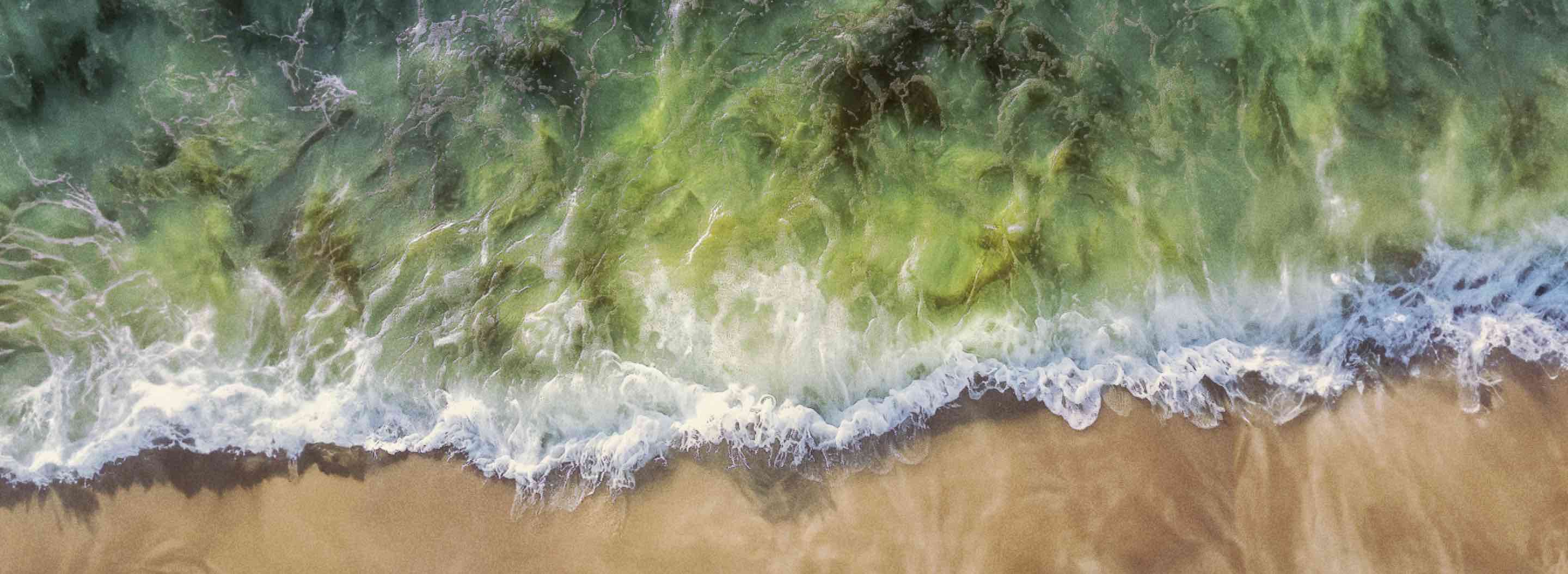 Waves of algal blooms wash up on a shoreline