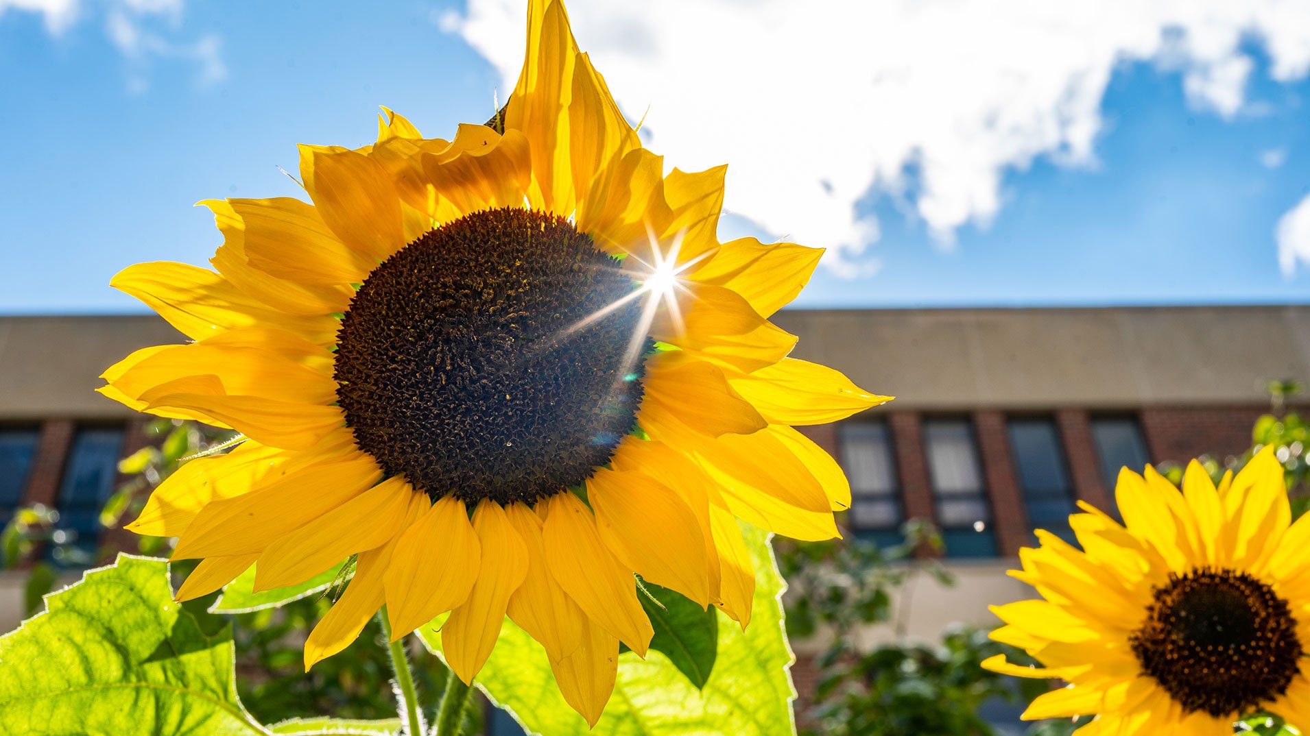 A sunflower up close