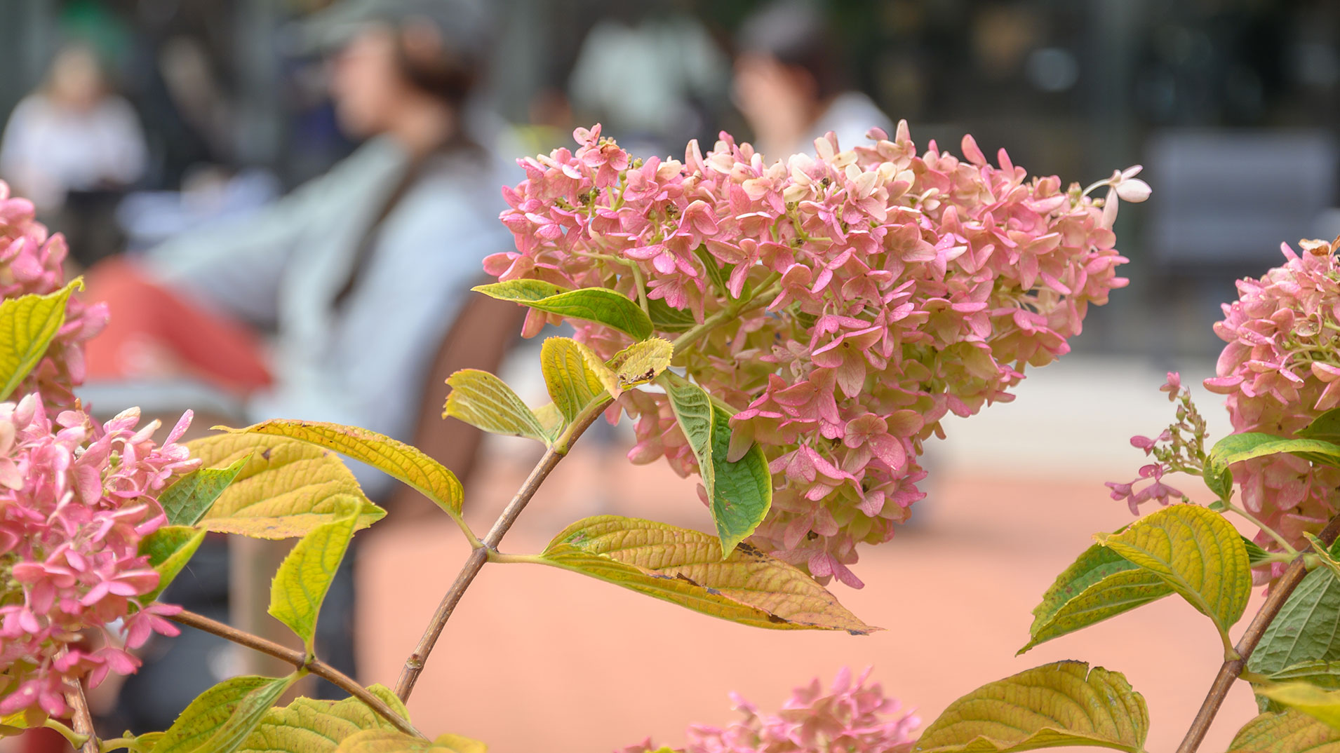 Pink hydrangea blossoms