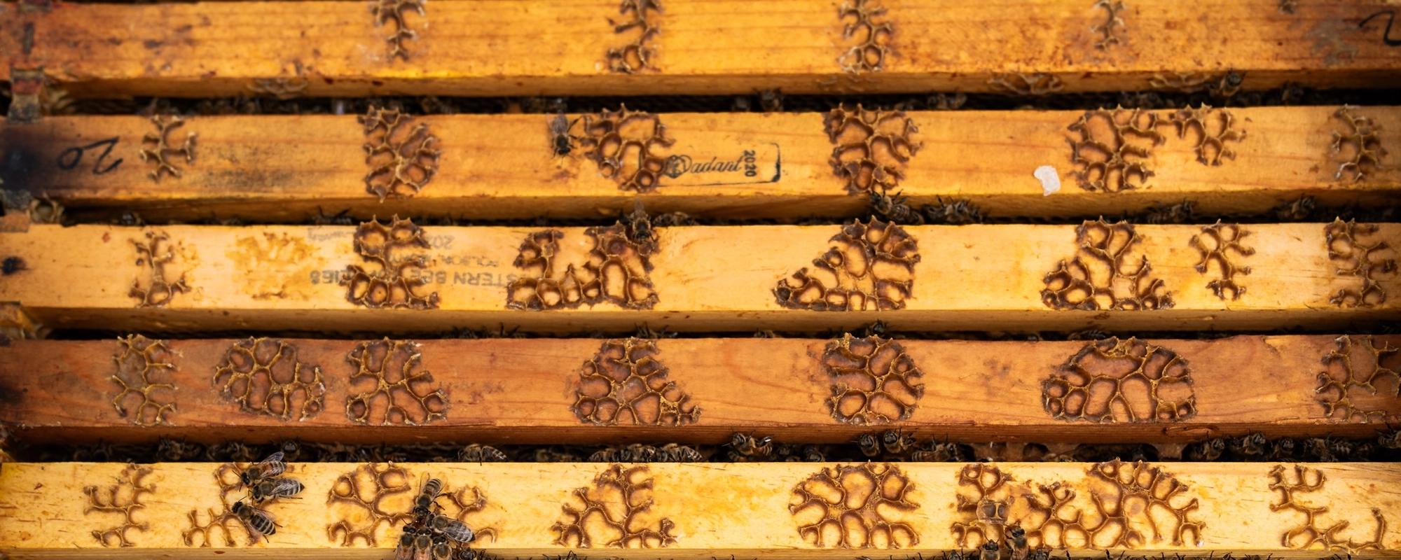 A colony at the Pollinator Performance Center