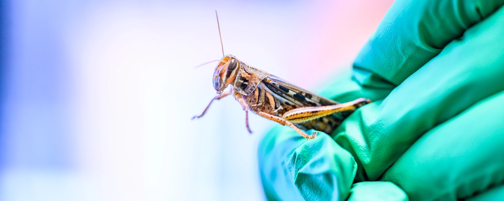 Locust