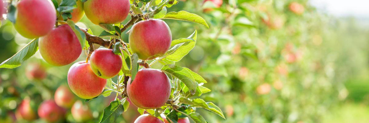 Apples ready for harvesting