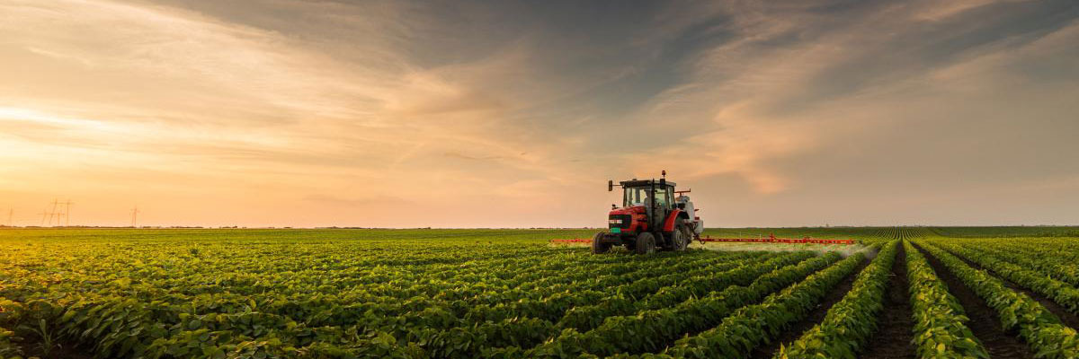 Tractor in field of crops