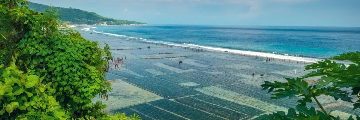 Aerial photo of seaweed farm