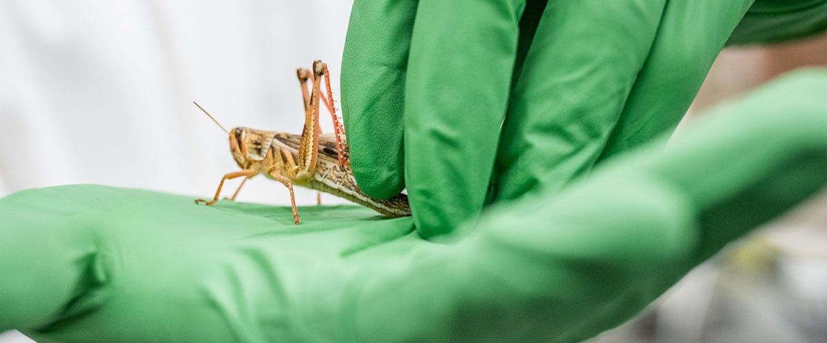 An insect on an individual's hand