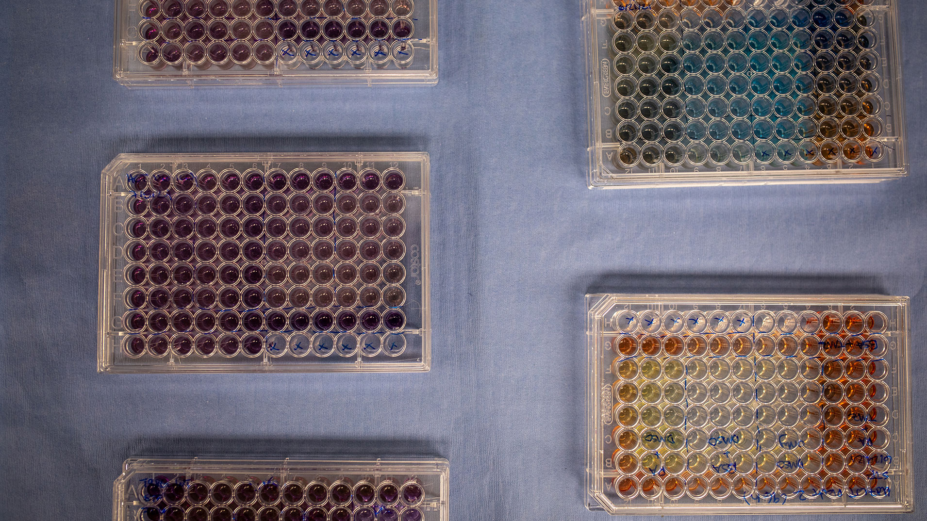 Array of culture plates