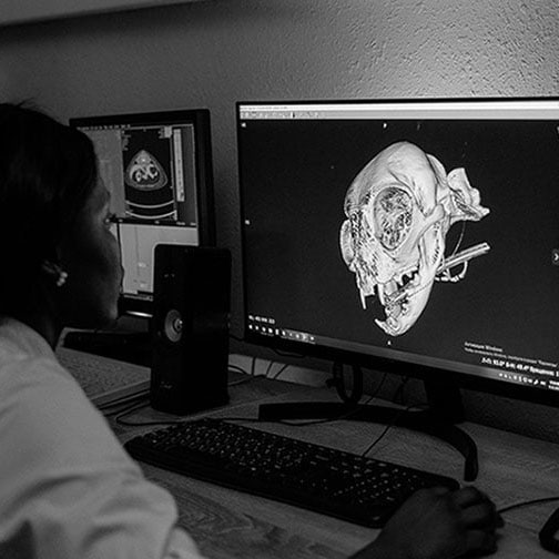 Student focused on a computer screen while working with bio 3D modeling software