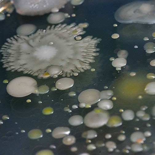 Close-up of a dish containing a rapid biosensor test for foodborne pathogens.