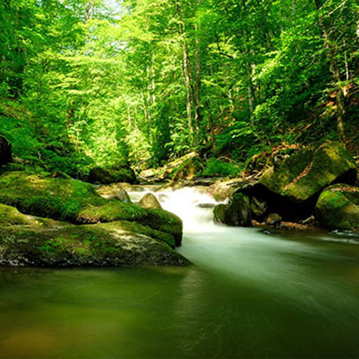 Trees and a body of water
