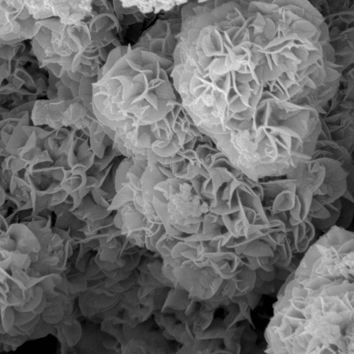 SEM image of Re-doped molybdenum diselenide catalysts​