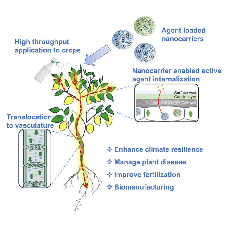 Development of biopolymer-based nanocarriers for precision delivery of active agents to plants, enabling sustainable and resilient agriculture​