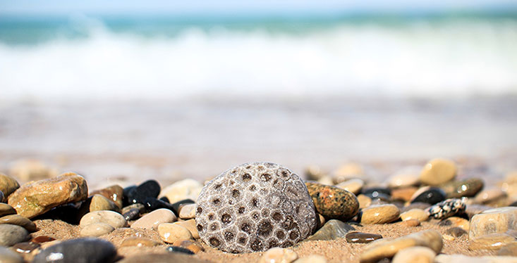Close-up of Michigan's official state stone, Petoskey Stone, with other stones on the beach with a Michigan lake blurred out in the background