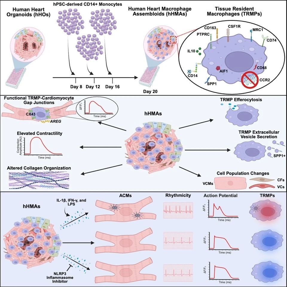 Schematic that summarizes the key breakthroughs and findings from the recent paper published in Cell Stem Cell.