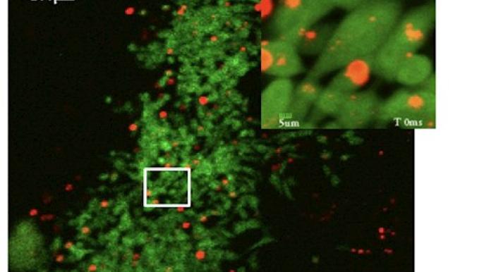 A first in nanoparticle techniques