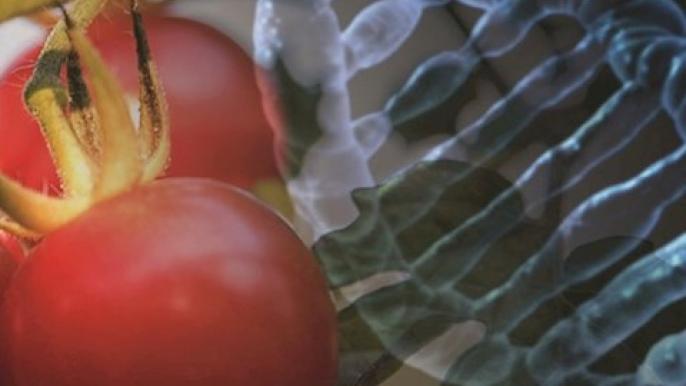 Decoding crop genetics with artificial intelligence