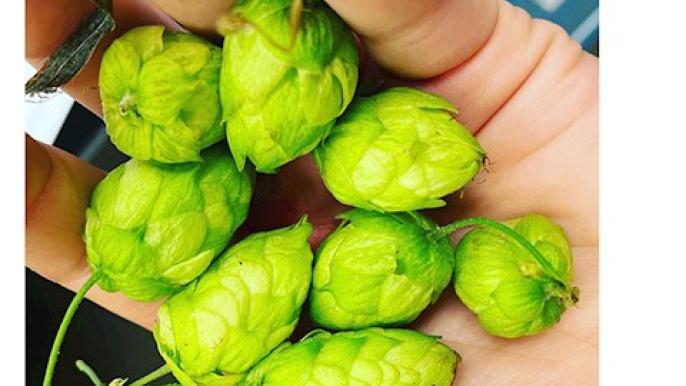 $50,000 scholarship to support diversity in brewing