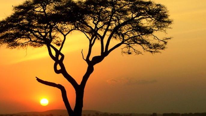 Year of Global Africa