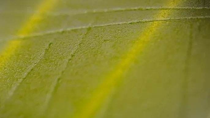 Harnessing algae