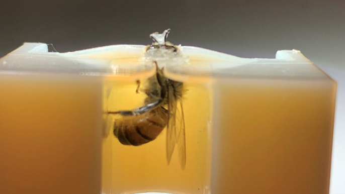 MSU researchers discover honeybees can detect lung cancer