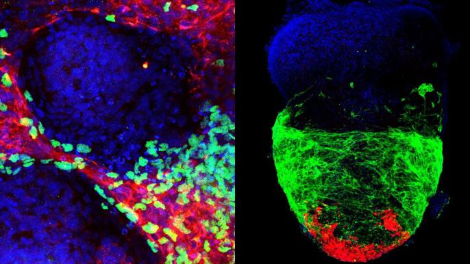 MSU researchers create more realistic synthetic human mini hearts