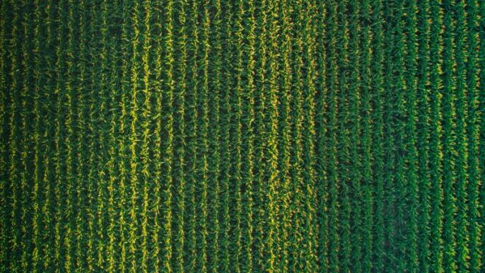 High tech, artificial intelligence boost farm productivity and earnings