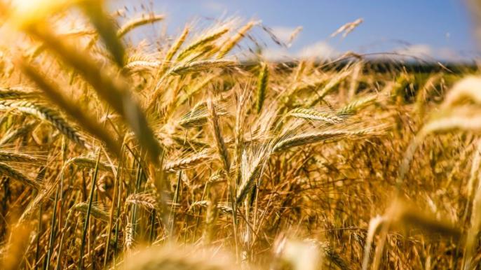 MSU works with farmers to fight climate change by improving water quality/drainage