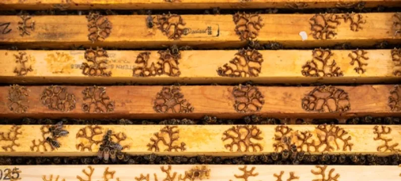 Beautiful science: Spartan research creates art