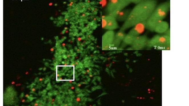 A first in nanoparticle techniques