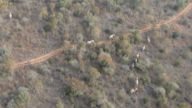Drone elephant recognition app