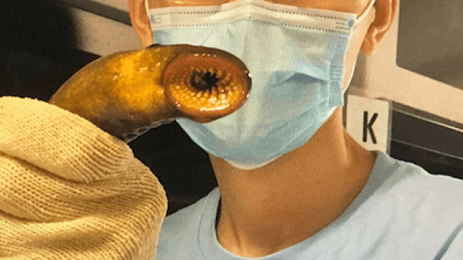 Using sea lampreys' natural instincts against them