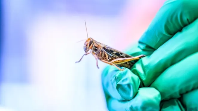 How insects could help detect PFAS contamination