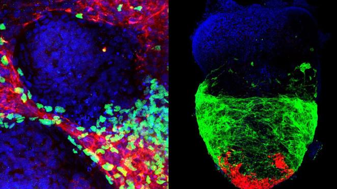 MSU researchers create more realistic synthetic human mini hearts
