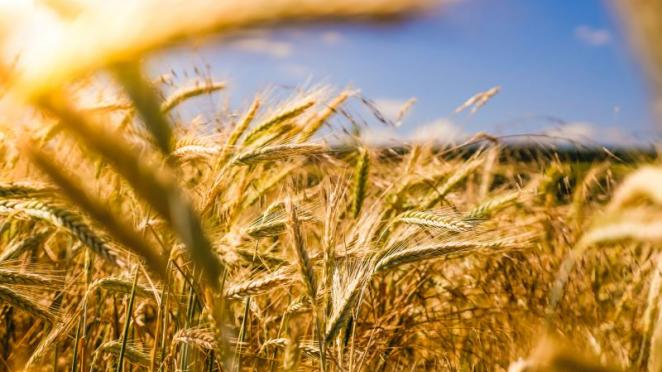 MSU works with farmers to fight climate change by improving water quality/drainage