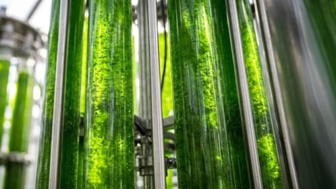 Light-scattering technology boosts algae biomass production sixfold